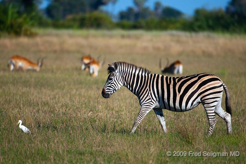 20090613_101405 D300 X1.jpg - Zebras at Okavanga Delta, Botswana
